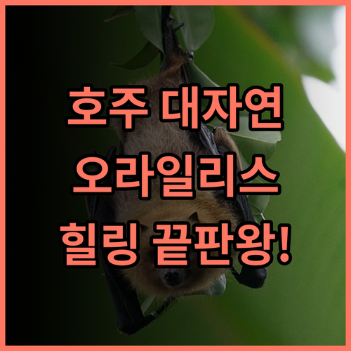 오라일리스 레인포레스트 리트리트 후기 호주 래밍턴 국립공원 대자연 속 힐링 숙소 추천